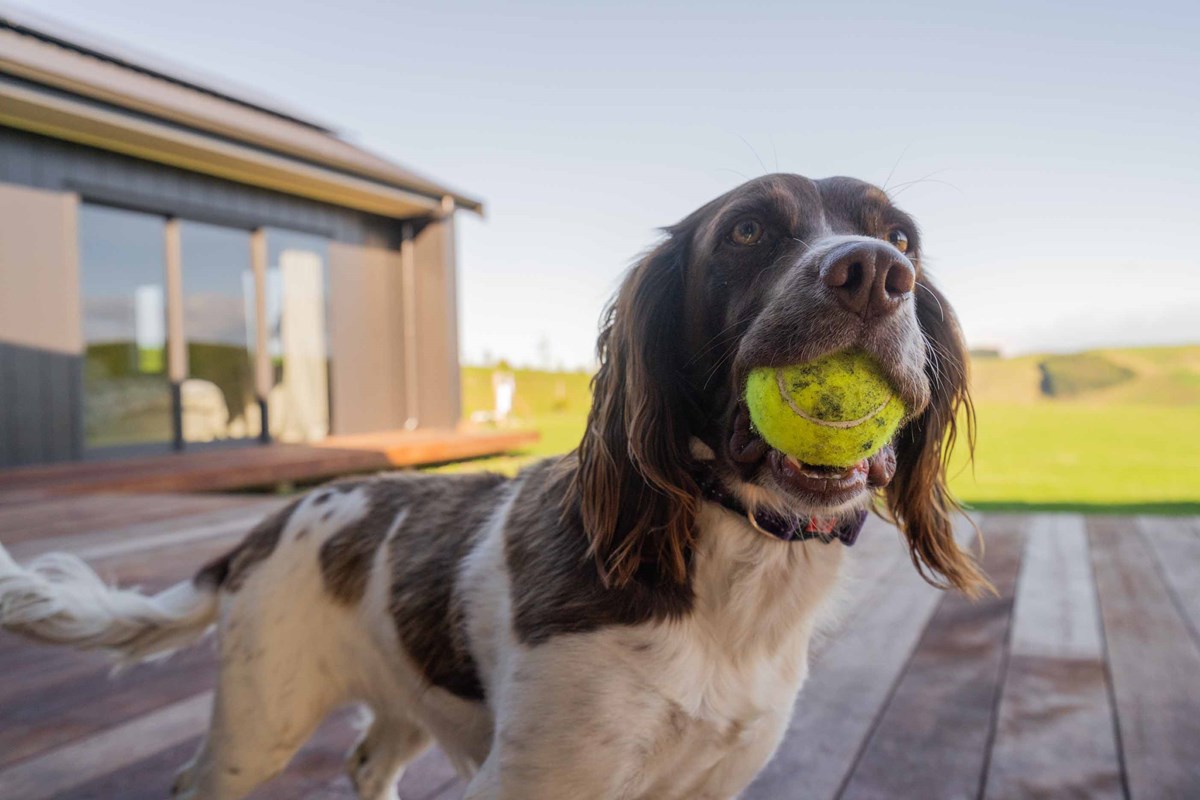 Sage, their beautiful Springer Spaniel. We think Sage loves her home too, and the big lawn she gets to run around on!